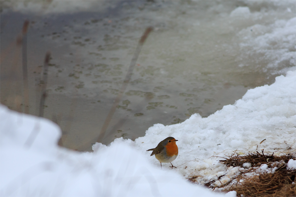 bird-stakeout-test1_0001
